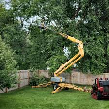 How Our Tree Care Process Works  in  Erin, TN