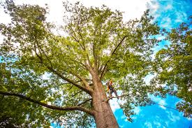 Best Arborist Consultation Services  in Erin, TN