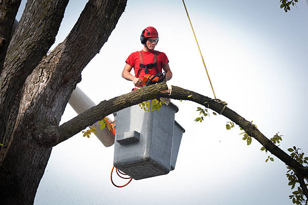 Best Tree Removal  in Erin, TN